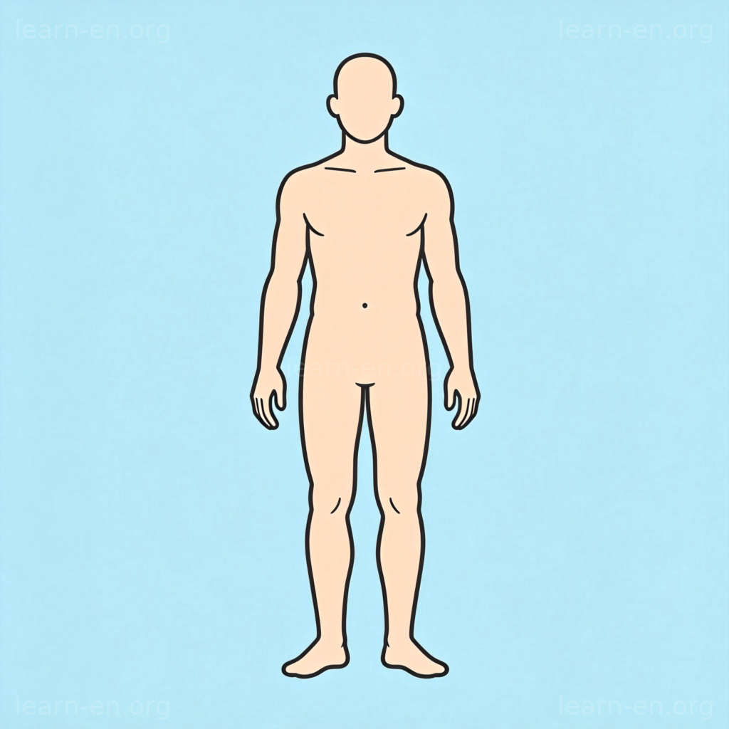 body 身体含义图解：人体结构正面示意图